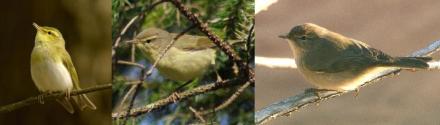Wood_warbler__24717g
