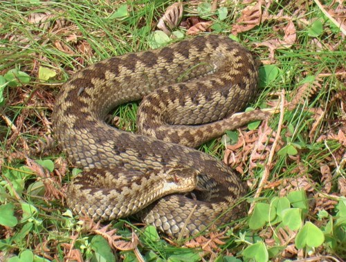 ADDER