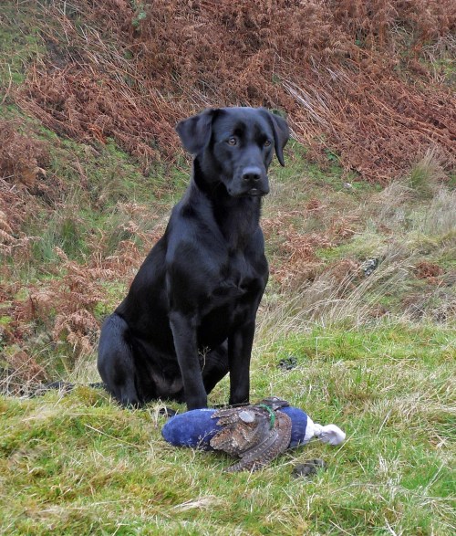 SAMSUNG DIGITAL CAMERA