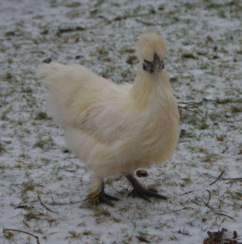 Snow silkie