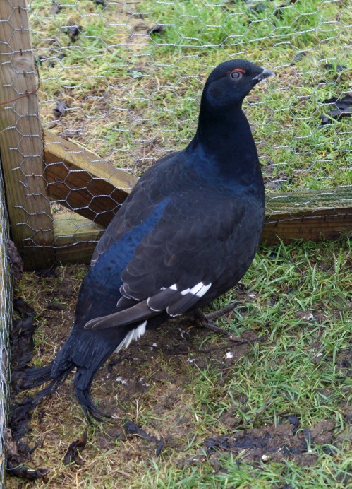 Quite a good illustration of the cast in his eye.