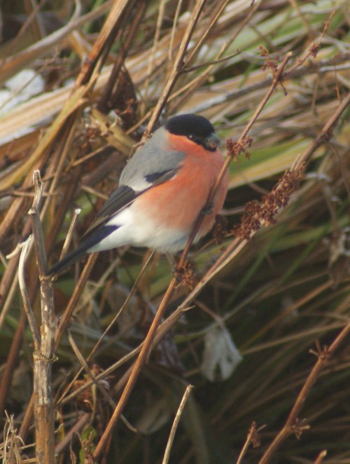 What is the meaning of this?