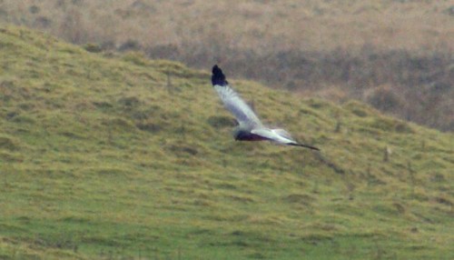 Not a great picture, but it is identifiable at least...