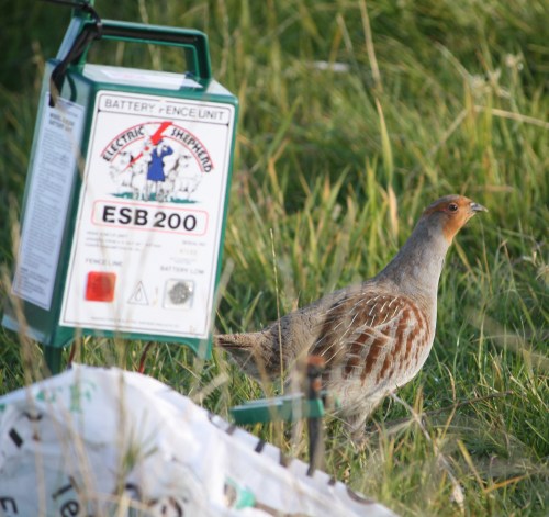 Grey gold - using partridges to raise money