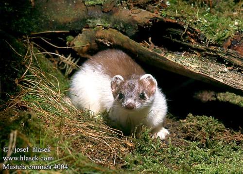 Not my picture, obviously