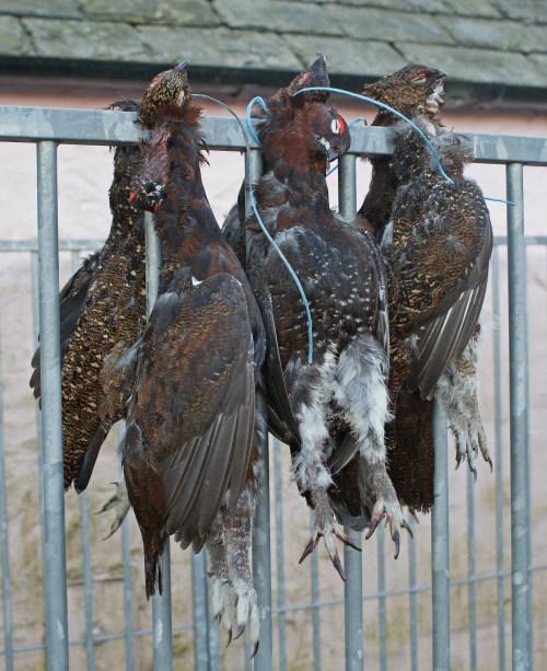 Three brace from Yorkshire