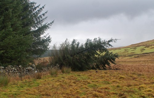 No tears are shed over windblown sitkas