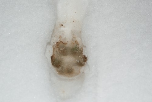 Footprints in the snow