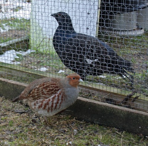 One of the grey partridge cocks pacing his boundary.