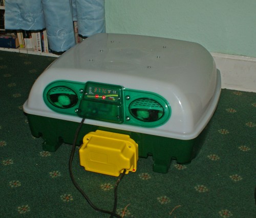 A very fancy incubator full of silkie eggs and silkie x eggs