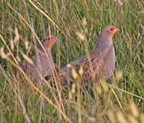 This cock and one of his hens are still in the same patch after five months