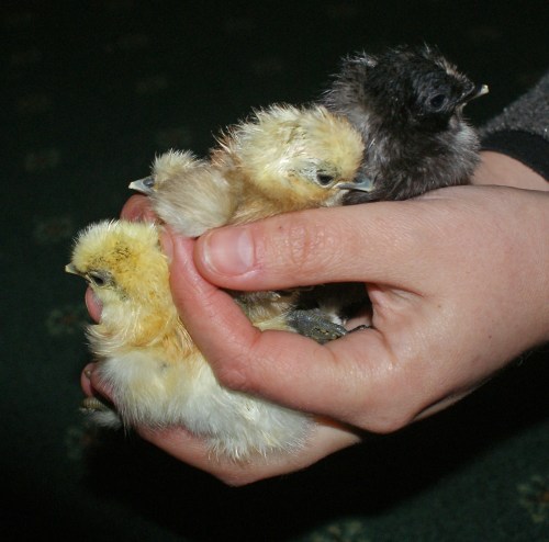 An unexpected black one