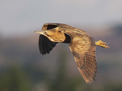 A great bittern picture ( and exactly how I saw mine, although it was flying from left to right) www.cbwps.org.uk