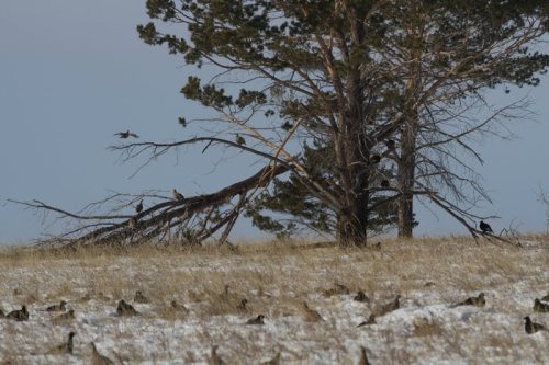 In Mongolia, apparently