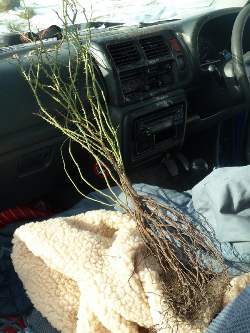A bundle of dog rose plants