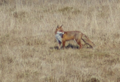 Stalking opportunities