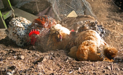 Contentment is a shed full of soil. Although without movement, this picture looks like a load of hens being agonisingly swallowed by quick-sand.