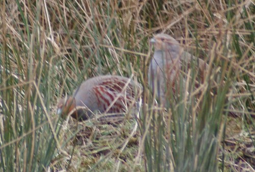This pair of partridges has cropped up where the game cover was