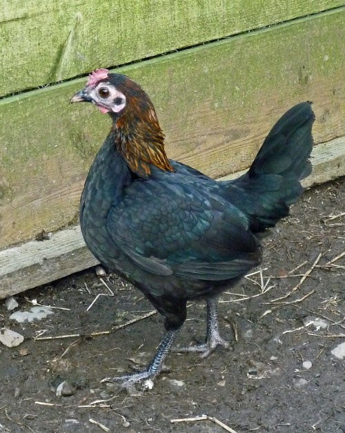One of two new "brown-red" old english game bantam pullets