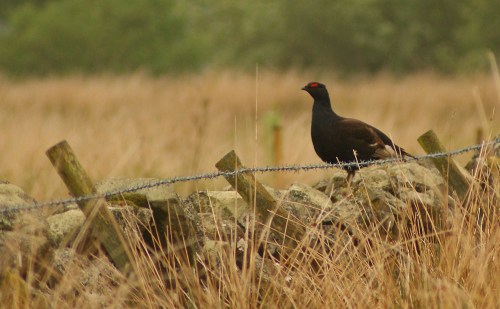Sitting on the fence between upland and lowland