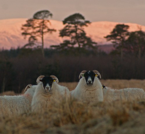 Sunrise over Cairnsmore of Carsphairn