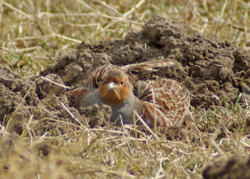 Happiness is a mole hill