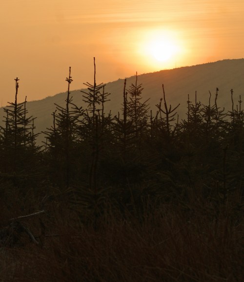 Sunrise over the forest