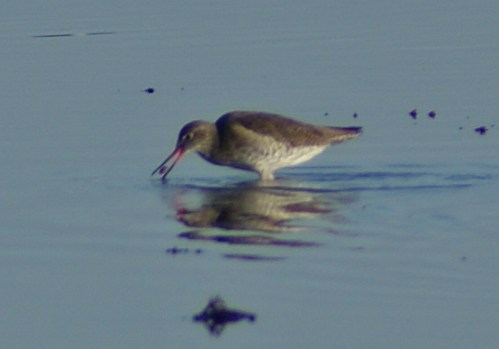 A redshank, standing up to his red shanks in the Solway.