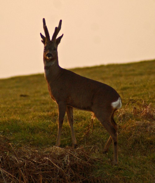 A cracking roebuck