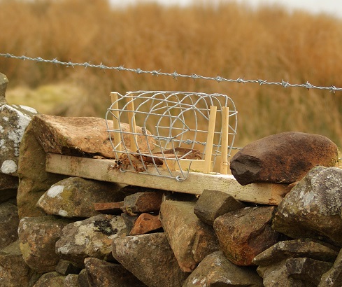 A Mk4 for stoats along a dyke top.