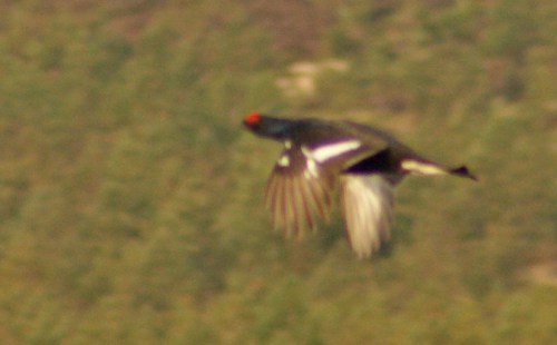 What he might have looked like if I had seen him and then taken a blurry picture of him.