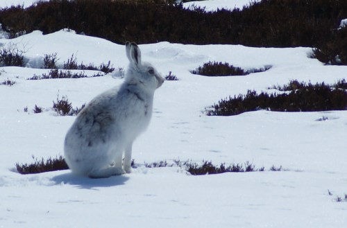 Mountain hare at Glenshee