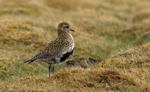 Gold is actually not a bad colour to be against spring grass