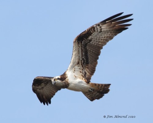 from www.ShropshireBirder.co.uk