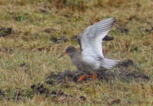 A displaying redshank - this was brilliant to watch