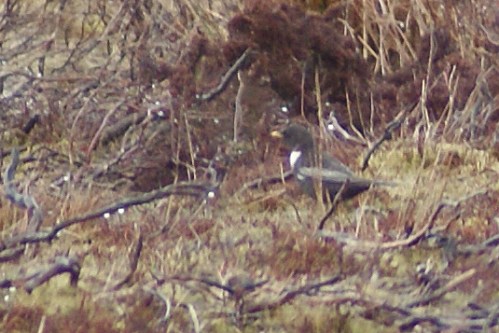 My first proper look at a ring ouzel