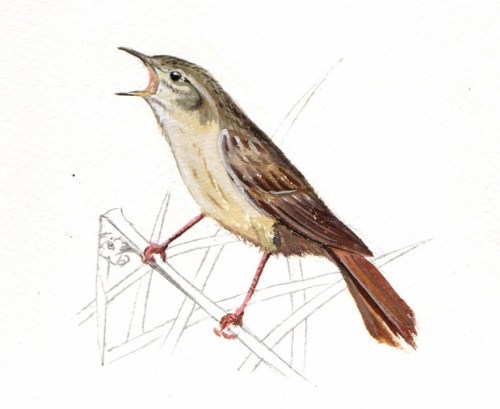 Grasshopper warblers - who would have thought it?