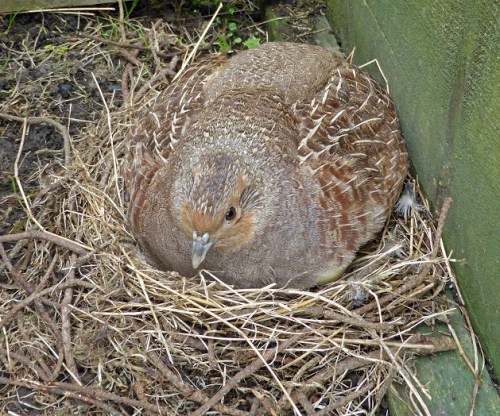 Hissing, but not moving.