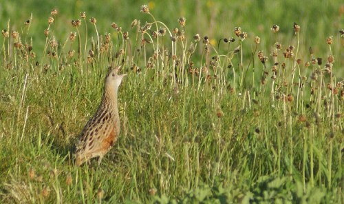 The sound of the summer