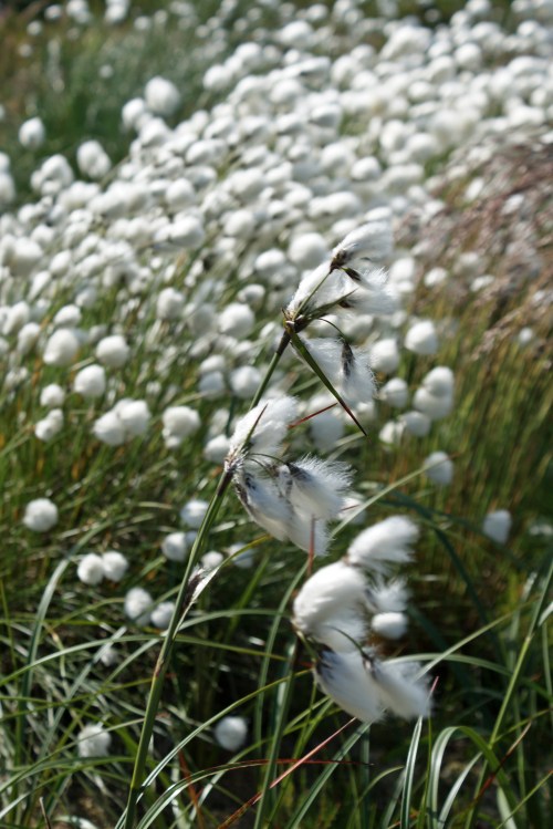 The habitat at Langholm is fantastic - so where are the grouse?