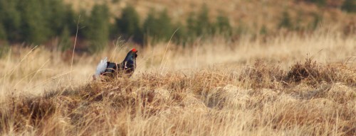 Four years ago in the Galloway Forest Park...