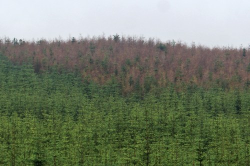 Thousands of dead larch trees