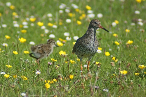 Redshank with chick