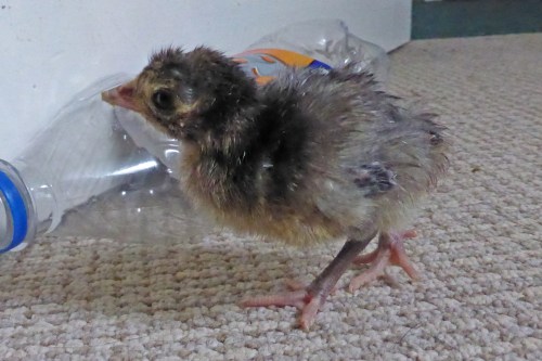 Start decking the halls