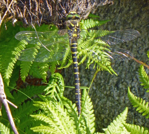 A golden-ringed dragonfly