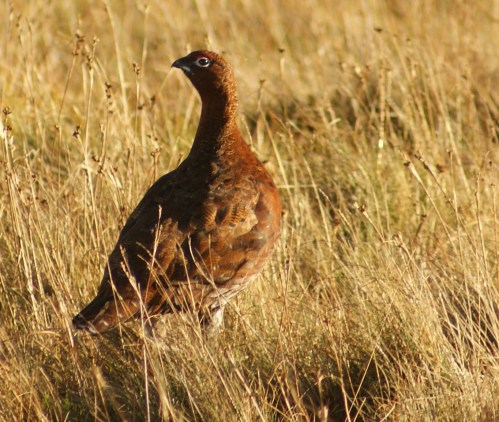 A weekend of sunshine?