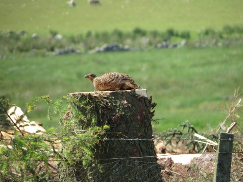 So much for conservation - clear-felled black grouse habitat during the breeding season.