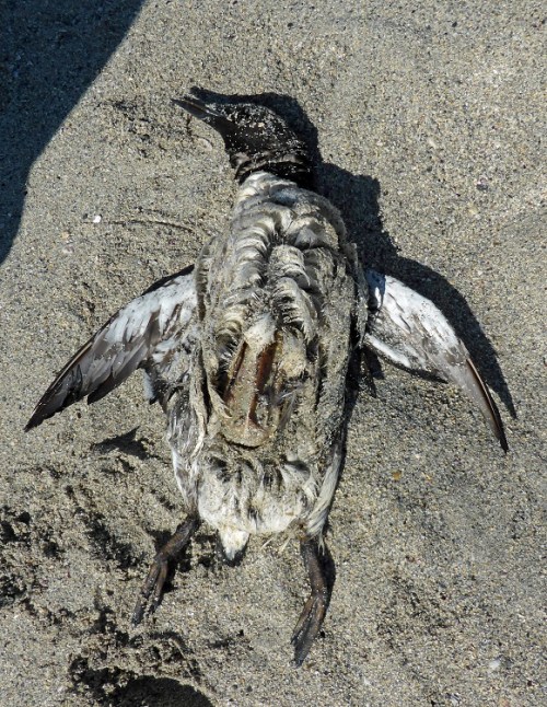 What a difference a ring makes