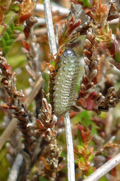 Heather beetle larvae on the Chayne - plants turning red in the background.