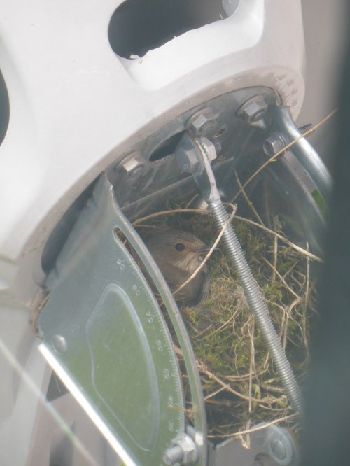 A spotted flycatcher nest